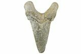 Serrated Sokolovi (Auriculatus) Shark Tooth - Dakhla, Morocco #312640-1